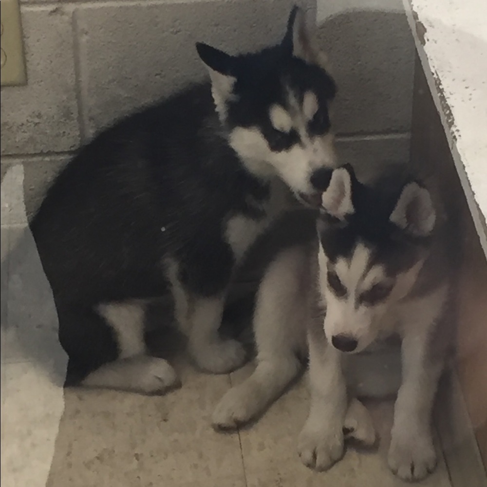 Meet your Posher, Sam